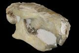 Fossil Squirrel-Like Mammal (Ischyromys) Skull - Nebraska #176357-5